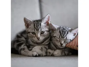 Membresía Mascota Básico